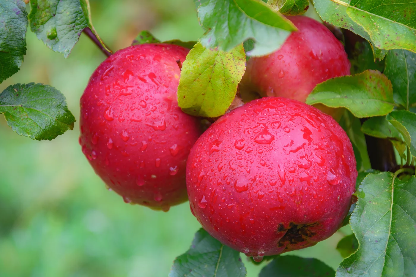 Three red apples covered in water droplets hang among green leaves.