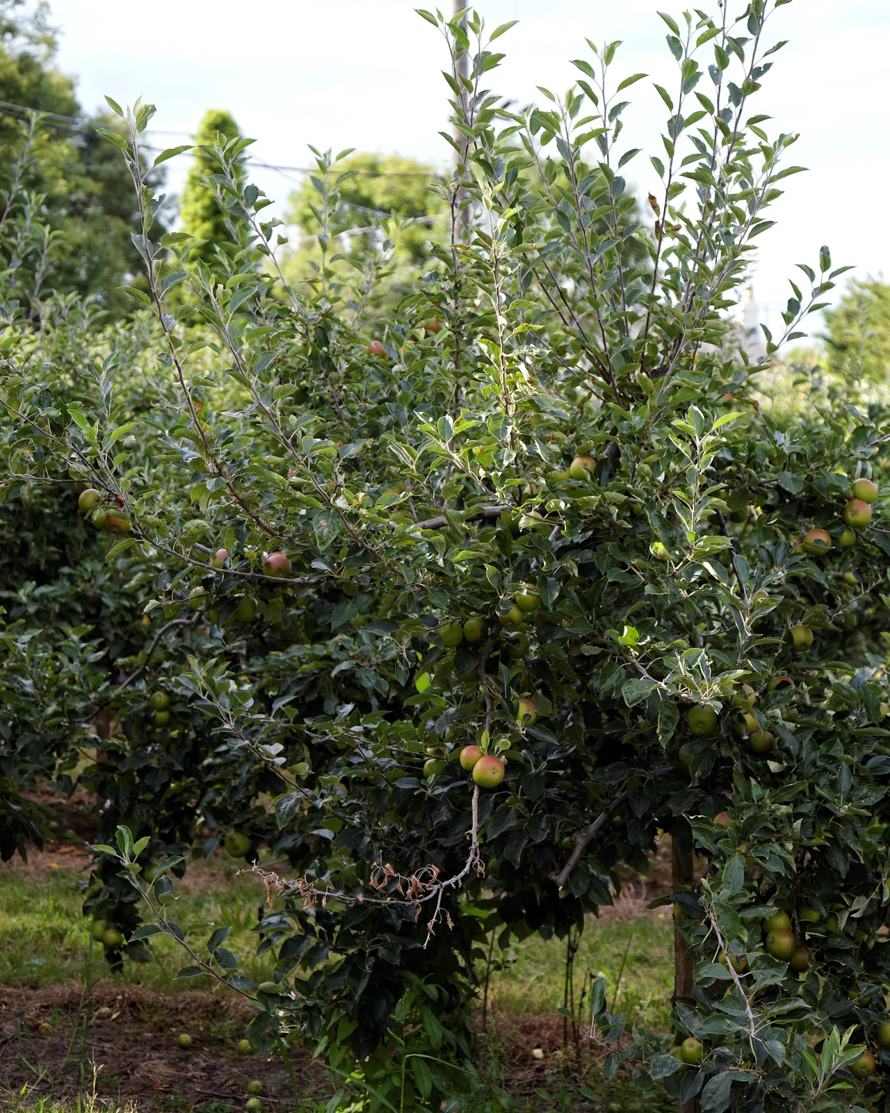 A compact orchard apple tree with leafy branches and developing apples.