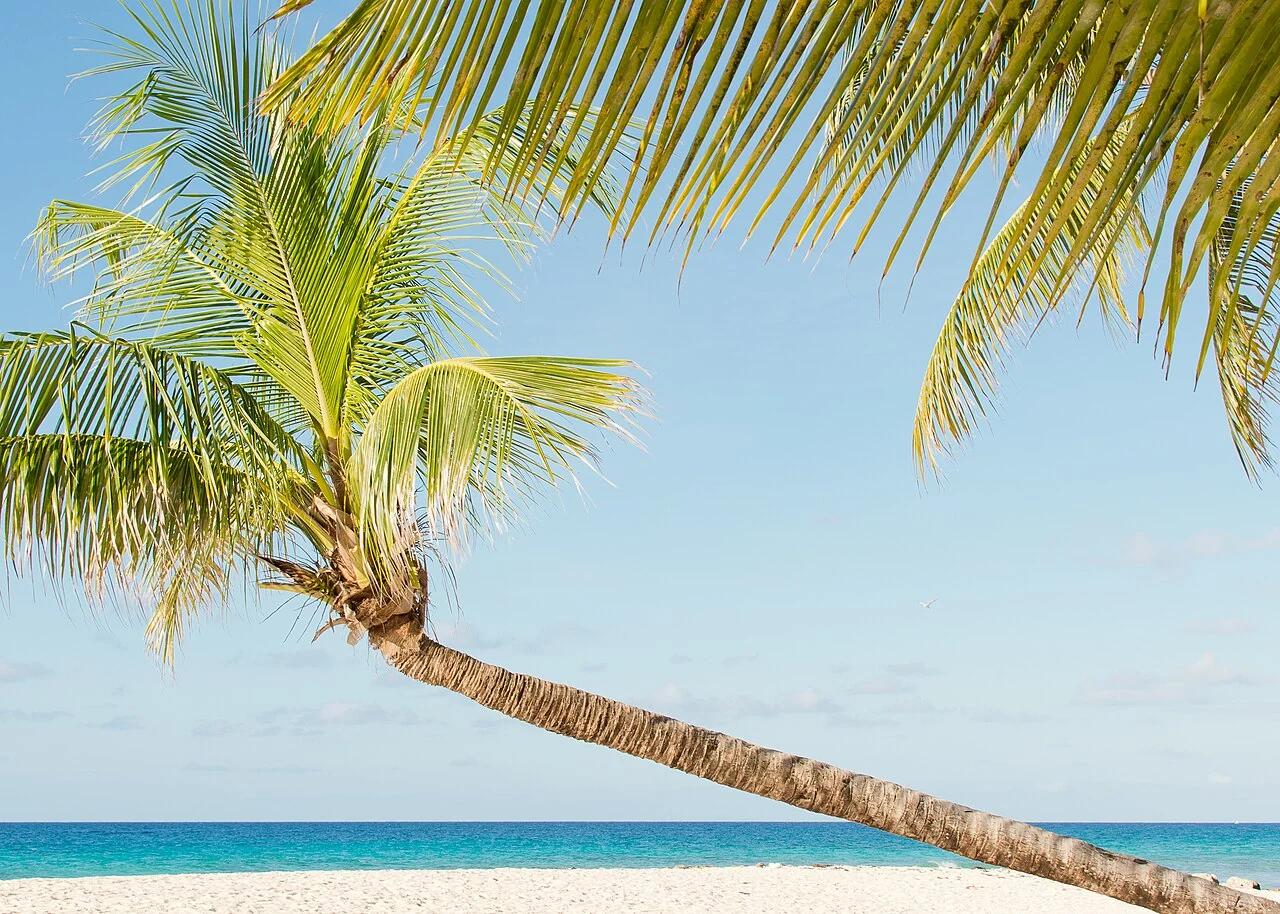 A leaning coconut palm arches over a sandy beach beside turquoise water.