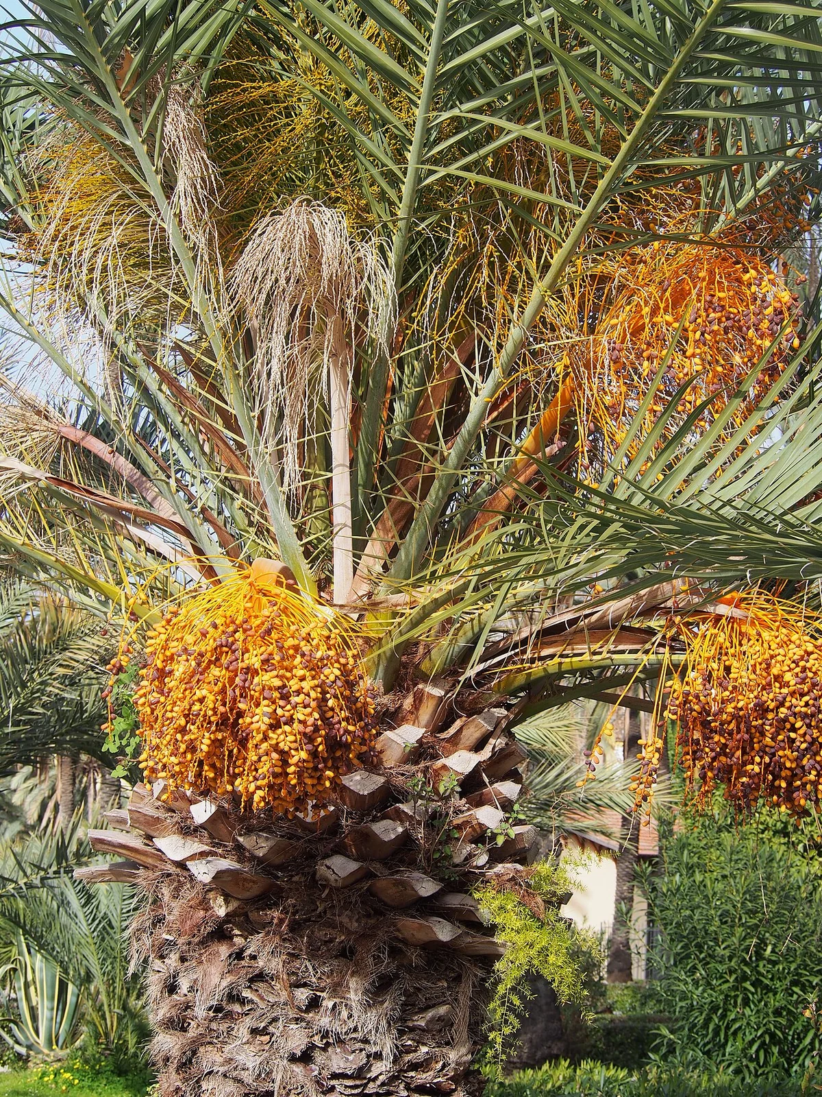 A true date palm with dense fronds and yellow-orange date clusters in Palermo.