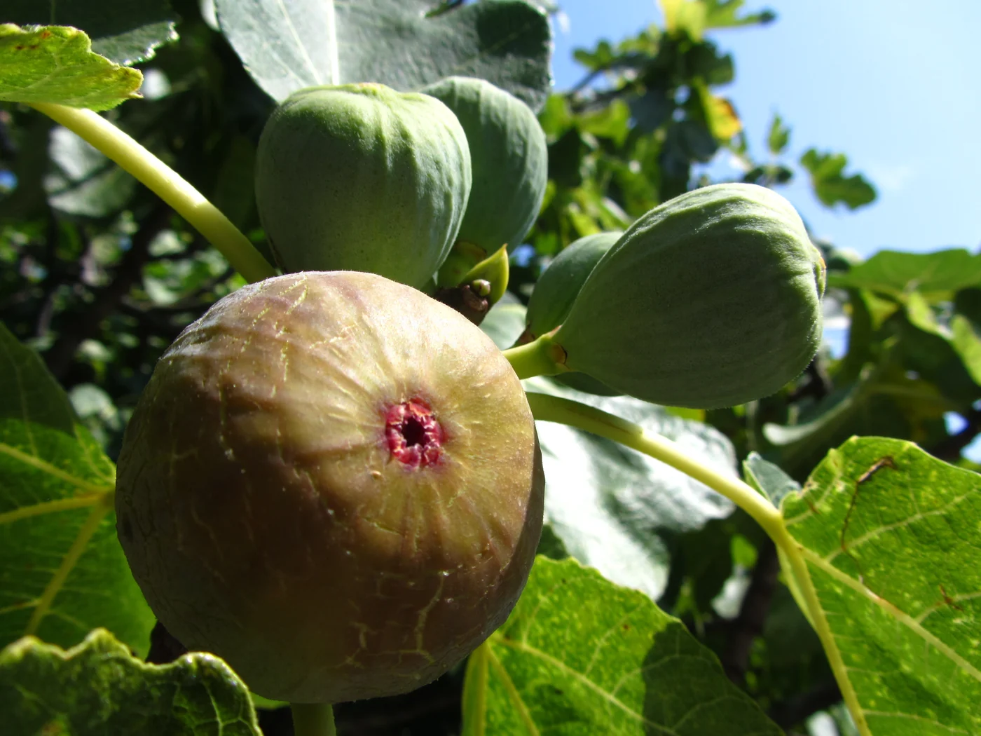 A ripening purple-brown fig beside green figs and broad leaves on a branch.