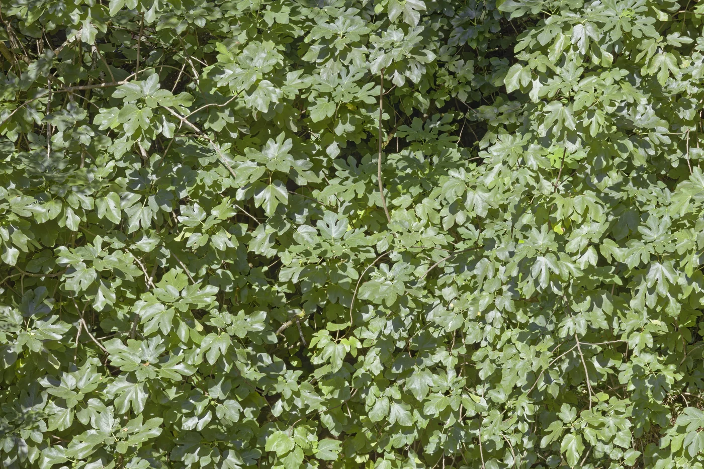 The dense leafy canopy of a common fig tree in Santiago de Compostela.