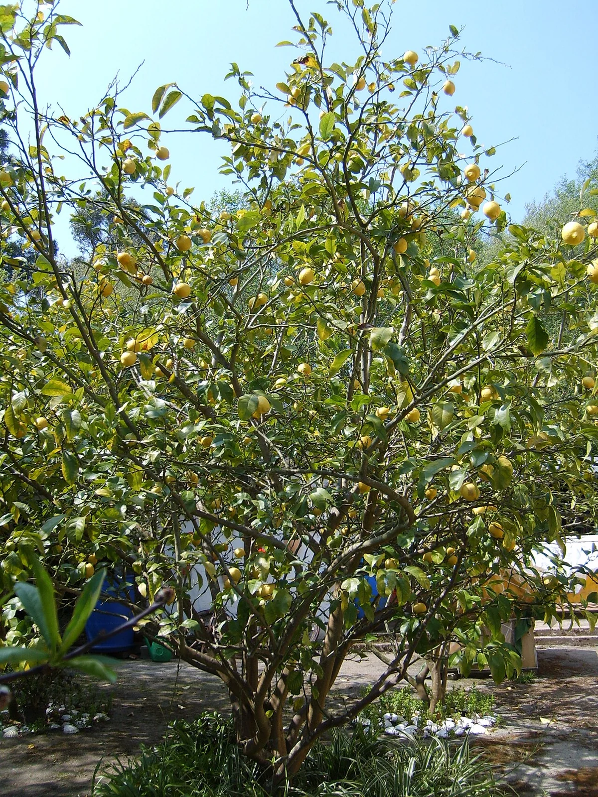 A branching lemon tree with a dense green canopy growing in a garden.
