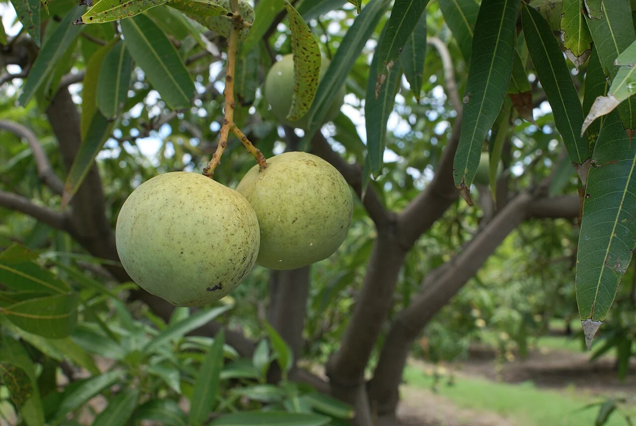 Two mangoes hang from a branch among long, narrow green leaves.