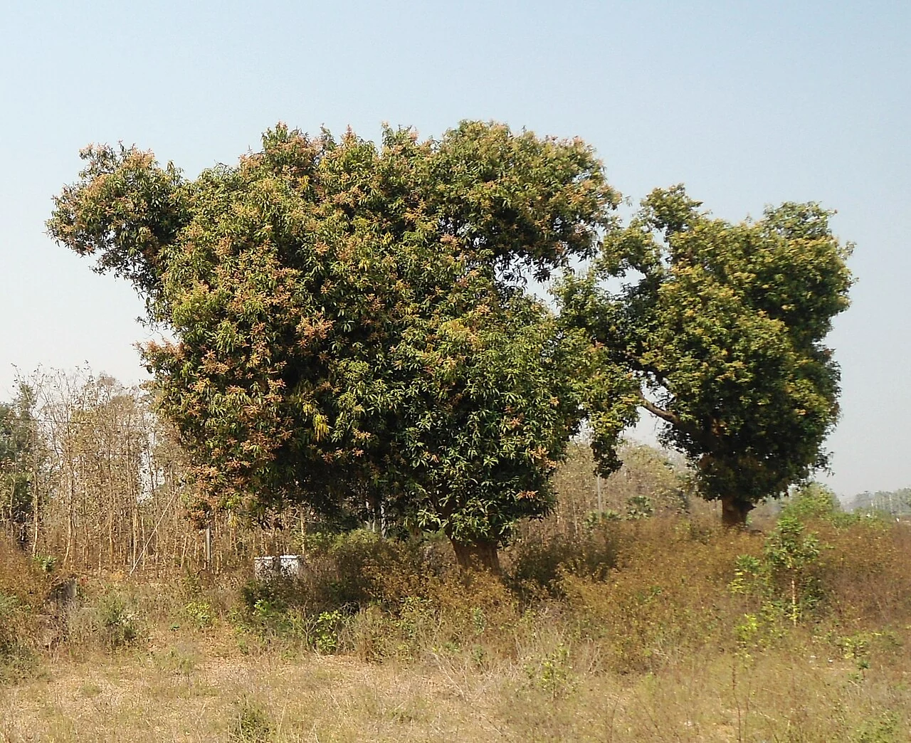 A mature mango tree with a broad spreading crown growing in an open field.
