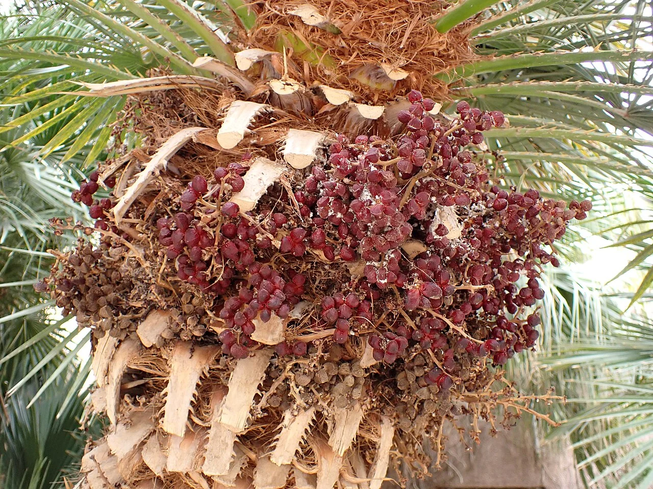 Dense reddish fruit clusters nestled among the leaf bases of a Mediterranean fan palm.