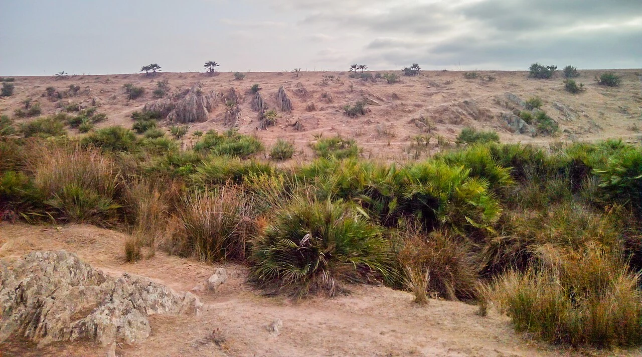 Low clumps of Mediterranean fan palms growing across open, dry ground in Morocco.