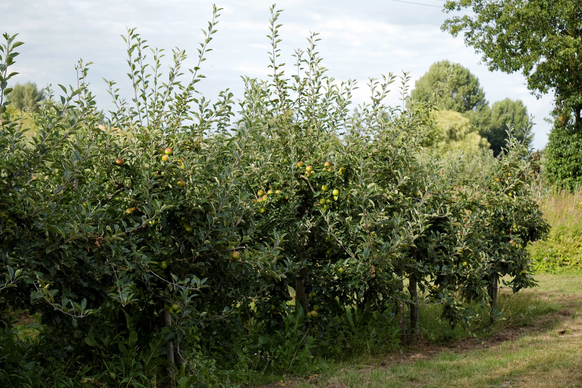 Rows of fruit-bearing apple trees beside a grassy path in an English orchard.