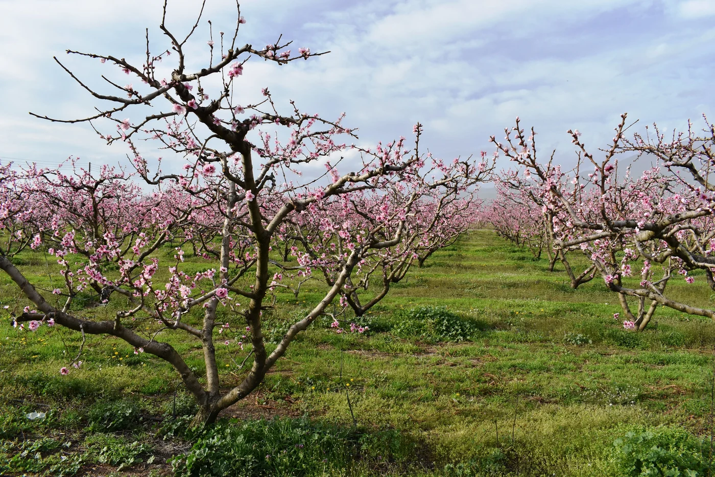 Low, spreading peach trees covered in pink spring blossoms in an orchard.
