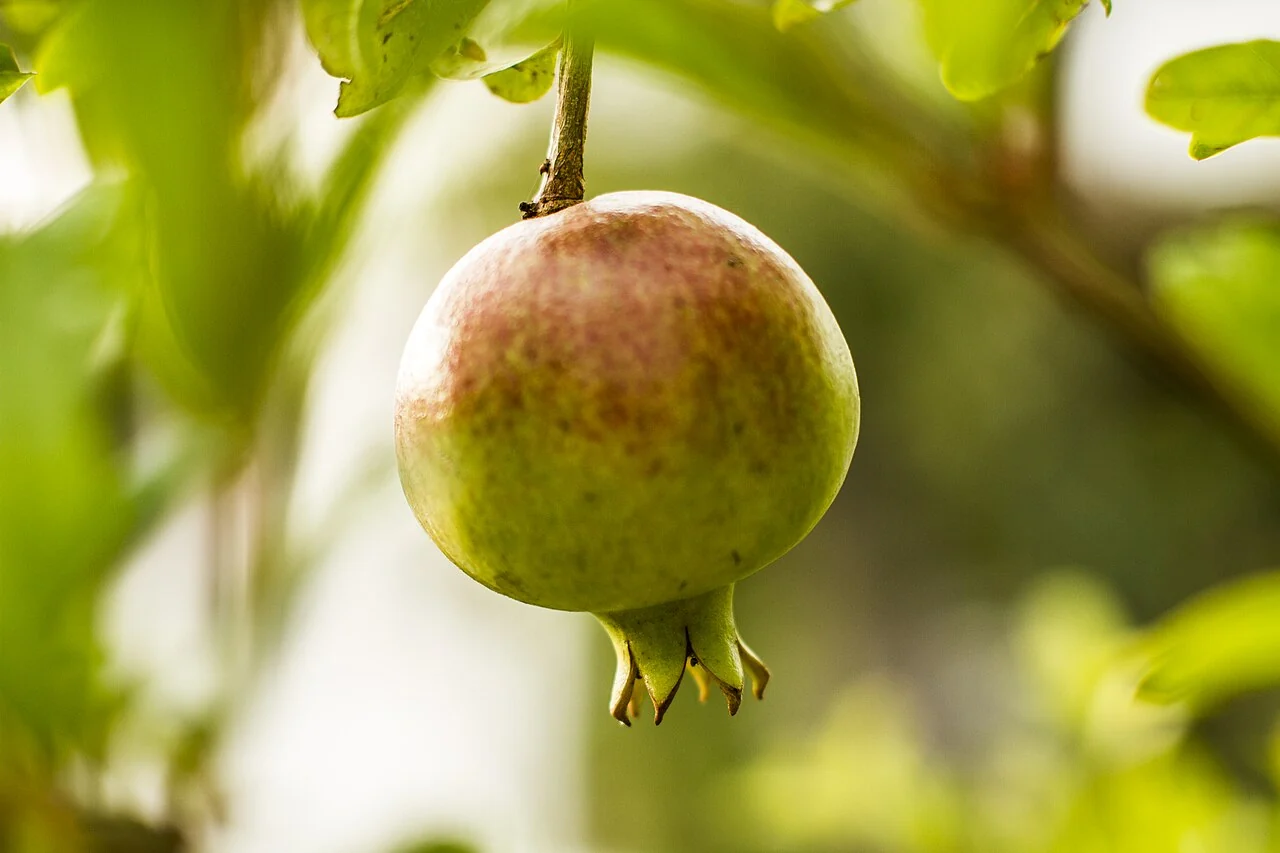 A developing pomegranate with its distinctive crown hangs from a leafy branch.