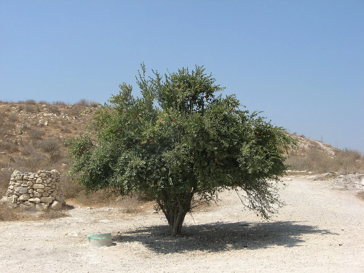 A rounded pomegranate tree growing in dry, rocky ground beneath a blue sky.