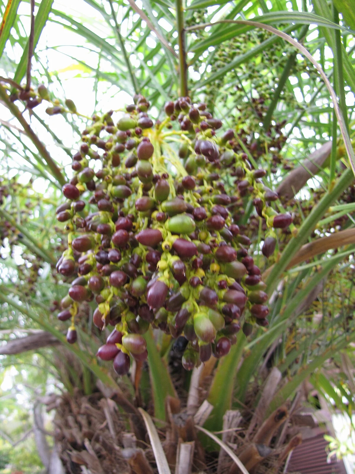 Clusters of small green and dark purple pygmy date palm fruits hang beneath the leaves.