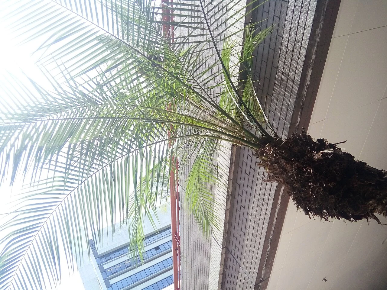 An upward view along the trunk and arching fronds of a pygmy date palm.