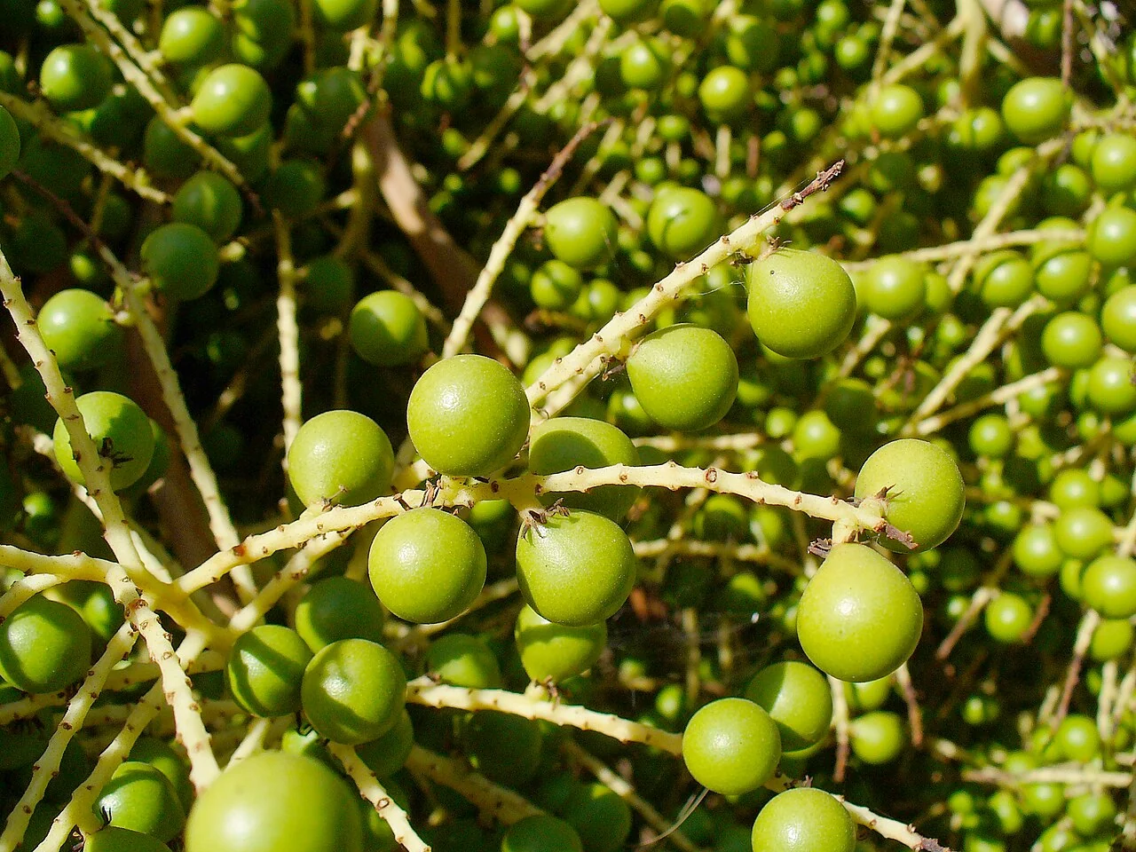 Small green sabal palmetto fruits growing on branching stalks in a close view.