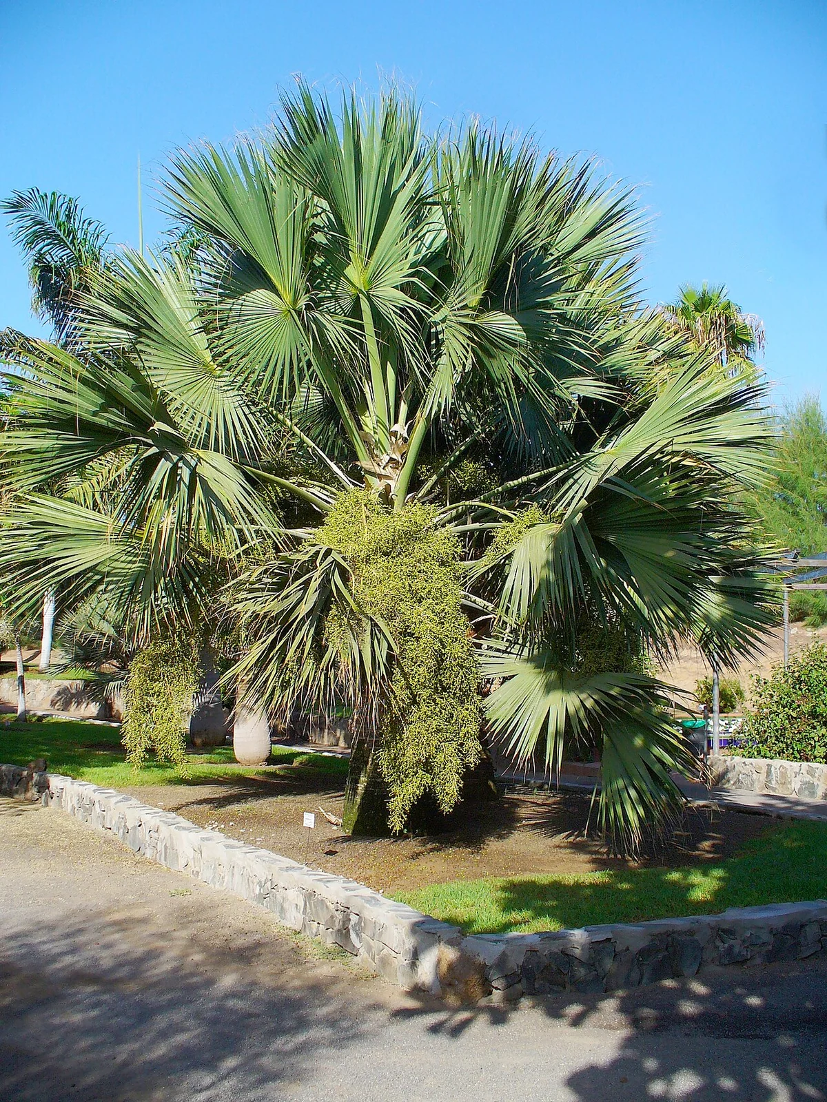 A sabal palmetto with a full crown of green fan-shaped leaves in a botanical garden.