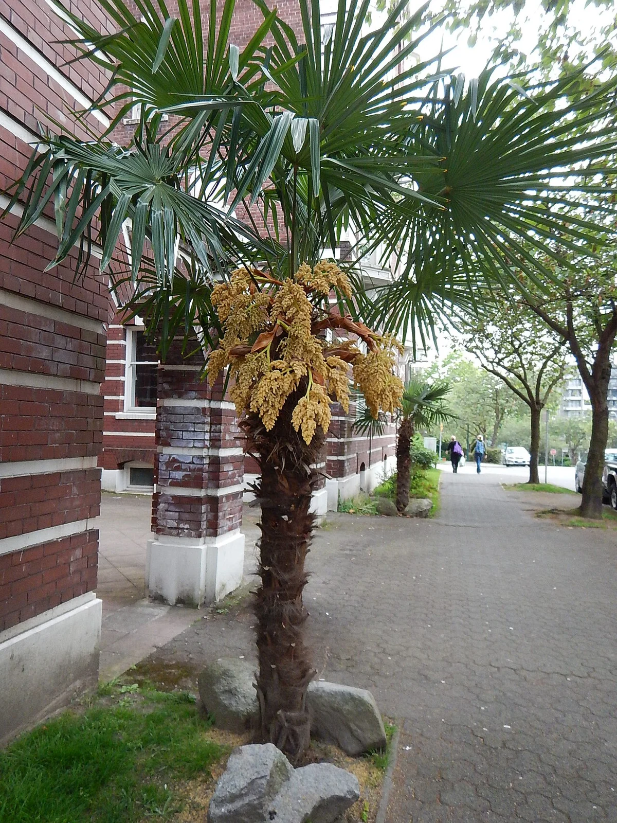 A windmill palm with hanging yellow reproductive clusters beneath its fan-shaped leaves.